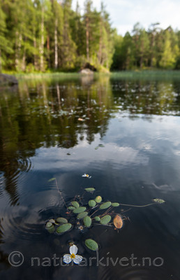 BB 13 0238 / Alisma plantago-aquatica / Vassgro <br /> Luronium natans / Flytegro